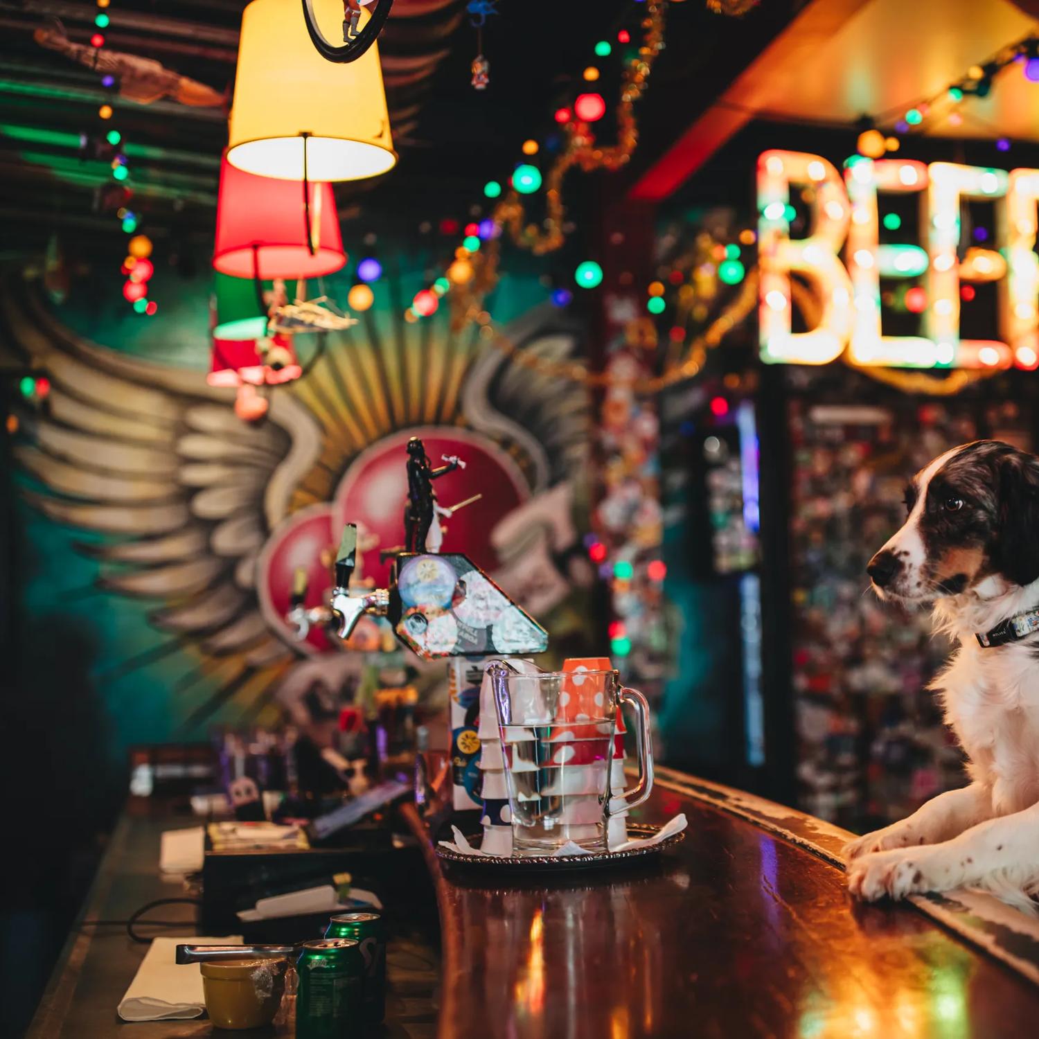 A smiling person holds up their cute dog at the bar inside Golding's Free Dive, an eclectic Wellington bar with kitsch decor and colourful Christmas lights. 