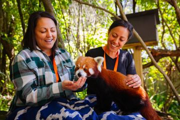 Two friends with a red panda sitting on their lap during a close encounter at Wellington Zoo.