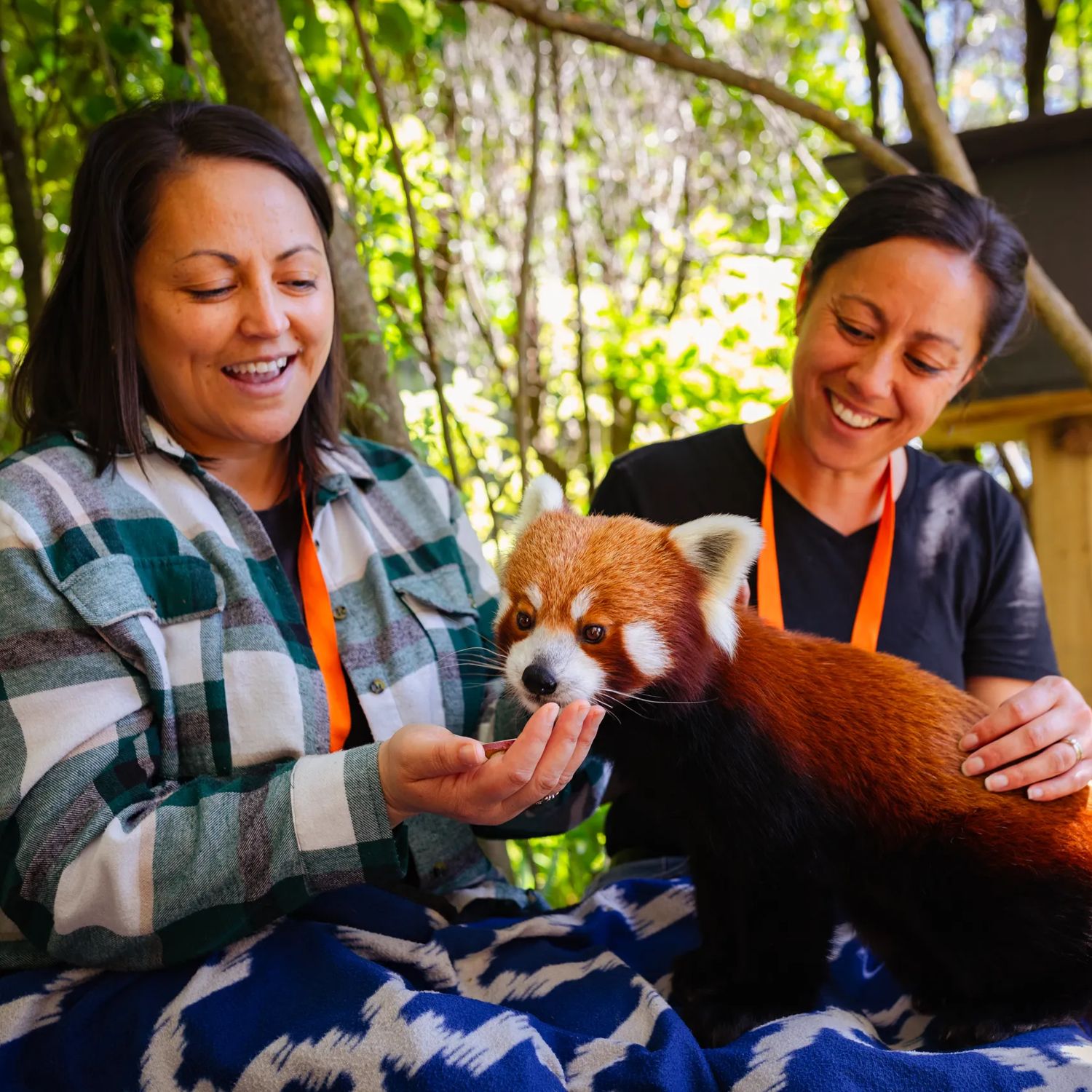 Two friends with a red panda sitting on their lap during a close encounter at Wellington Zoo.
