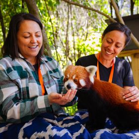 Two friends with a red panda sitting on their lap during a close encounter at Wellington Zoo.