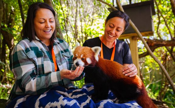 Two friends with a red panda sitting on their lap during a close encounter at Wellington Zoo.
