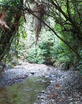 The green native bush of Belmont Regional Park, with streams and hills.