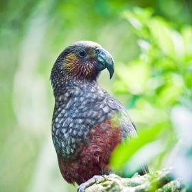 A kākā with crimson plumage sits on a green branch looking off to the right.