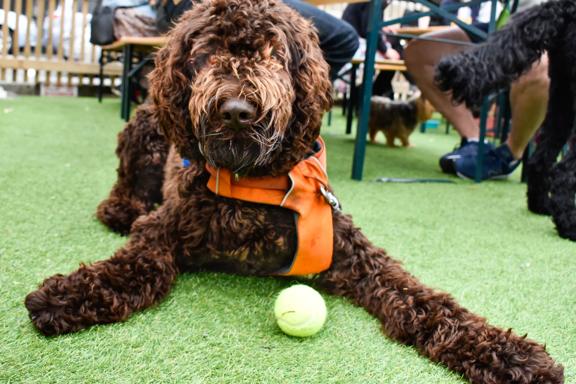 A brown dog laying on the artificial gras turf outside Heyday, with a tennis ball