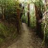 Dirt pathway surrounded by green tress and moss.