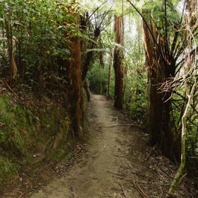 Dirt pathway surrounded by green tress and moss.