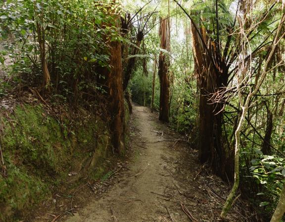 Dirt pathway surrounded by green tress and moss.