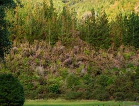 The screen locations of Catchpool Valley, with the river, lush bush,  forest, and grassland.