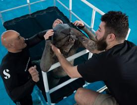 Staff of Wētā Workshop pool testing The Tank costume.