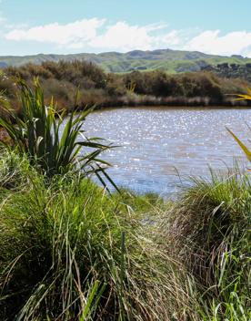 A site of significant conservation value, the estuary is easily accessible in Porirua. A 30-minute drive from the capital, the Pāuatahanui Inlet is a large estuary surrounded by a wildlife reserve.