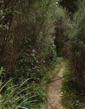 The clay track of G-Drop in Tunnel Gully, Upper Hutt on a rainy day.