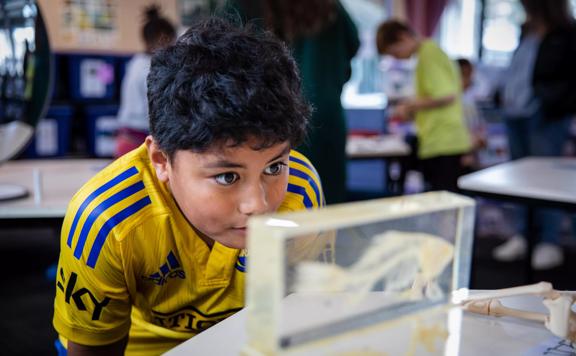 Young child looks into a glass brick with a fossil inside at House of Science.