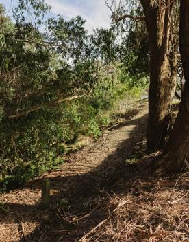 A section of the Bothamley Park Walkway. A gravel path surrounded by native New Zealand bush.