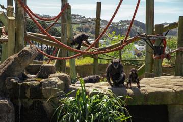 The chimpanzee enclosure at Wellington Zoo.