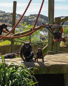 The chimpanzee enclosure at Wellington Zoo.