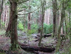 The Kiriwhakapapa Road Tararua Forest Park screen location, featuring walking trails and campsite opportunities in wild, natural landscapes.