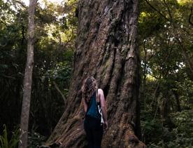 Person looking up at a giant native Rimu tree.