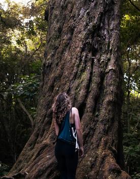Person looking up at a giant native Rimu tree.