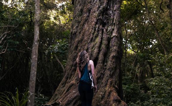 Person looking up at a giant native Rimu tree.