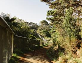 The Fenceline track in Waimapihi Reserve where the Zealandia border fence runs alongside the trail.