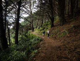 Wide angle view of two people walking down a forest trail. They are surrounded by pine trees and green plants, and the ground is covered in brown pine needles.