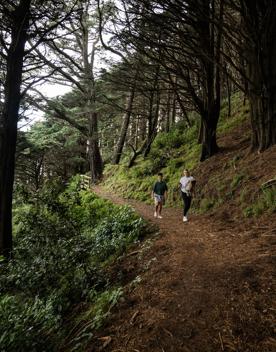 Wide angle view of two people walking down a forest trail. They are surrounded by pine trees and green plants, and the ground is covered in brown pine needles.