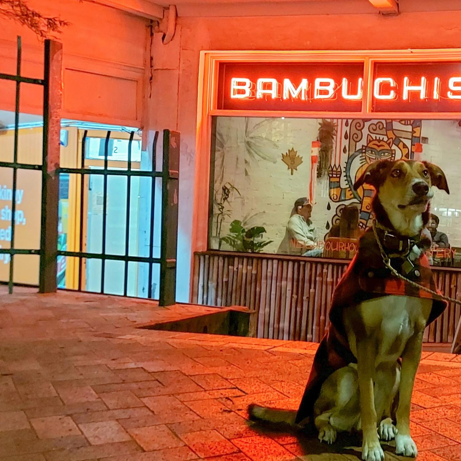 A cute short-haired dog wearing a red plaid jacket sits in front of Bambuchisan, a restaurant in Hataitai, Wellington.