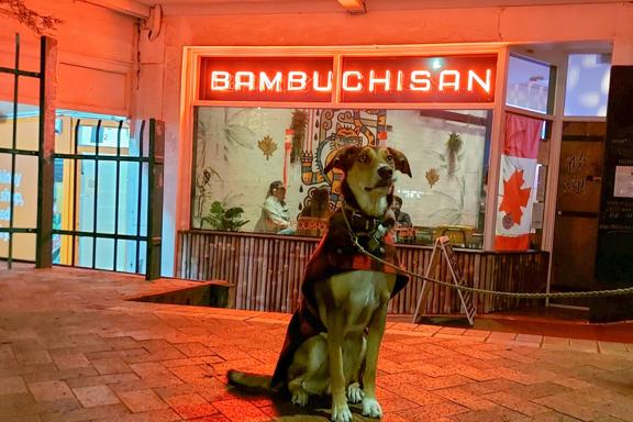 A cute short-haired dog wearing a red plaid jacket sits in front of Bambuchisan, a restaurant in Hataitai, Wellington.