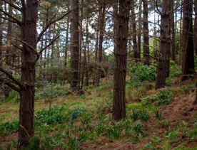Gear Homestead is a two-storey weatherboard house on Okowai Road in Porirua. Known for its beautiful architecture, and picturesque grounds, it is a popular centre for events and activities.