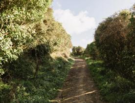 A section of the Sawmill trail in Waimapihi Reserve overlooking the Wellington Harbour.