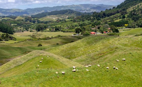 A flock of sheep on a grassy hill.