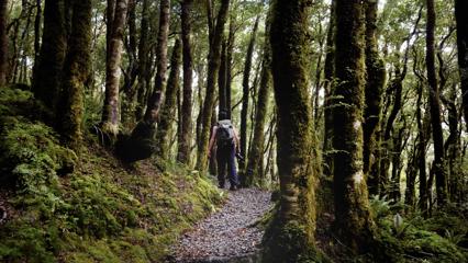 Person walking through trees on the Gentle annie trail.