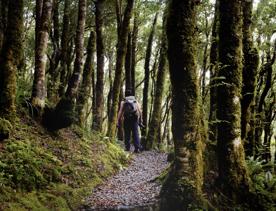 Person walking through trees on the Gentle annie trail.