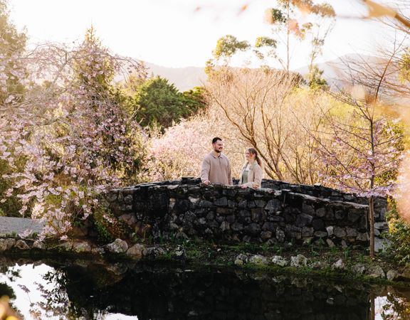 Visitors on a stone bridge among cherry blossoms at Blossom Valley, Aston Norwood Gardens.