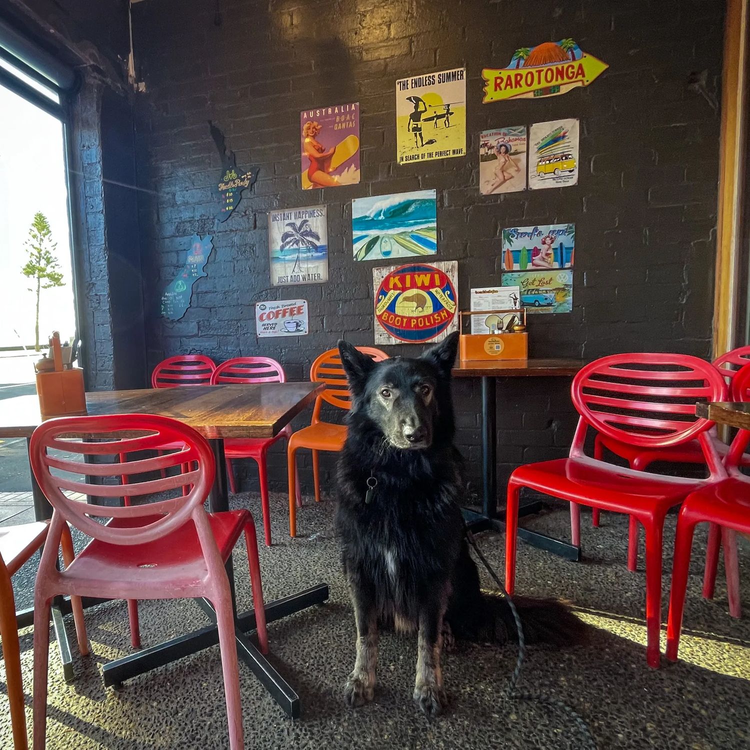 A shaggy black dog sits patiently on the patio at Beach Babylon café.