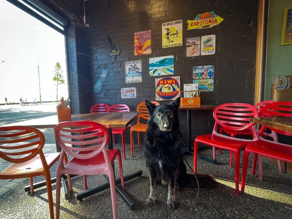 A shaggy black dog sits patiently on the patio at Beach Babylon café.