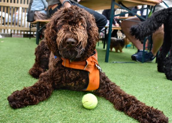 A brown Labradoodle dog wearing an orange collar lies on artificial turf, with a tennis ball at Heyday Beer Co.