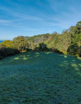 The screen location of Mount Victoria Town Belt, with lush green native bush and panoramic views across Wellington.