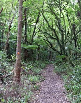 The Kiriwhakapapa Road Tararua Forest Park screen location, featuring walking trails and campsite opportunities in wild, natural landscapes.