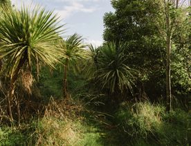 A section of the Te Ara Ramaroa Trail in Whareroa Farm Recreation Reserve. The green grass and flax trees shape the path.
