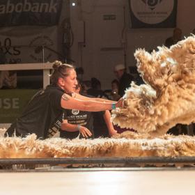 A person throws sheep wool onto a table while competing in The Golden Shears competition.