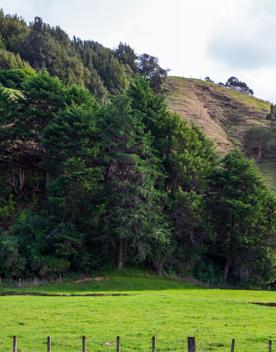 The screen location of Waitohu Valley Ōtaki, features native and exotic forests, pastoral lands, and wetlands.