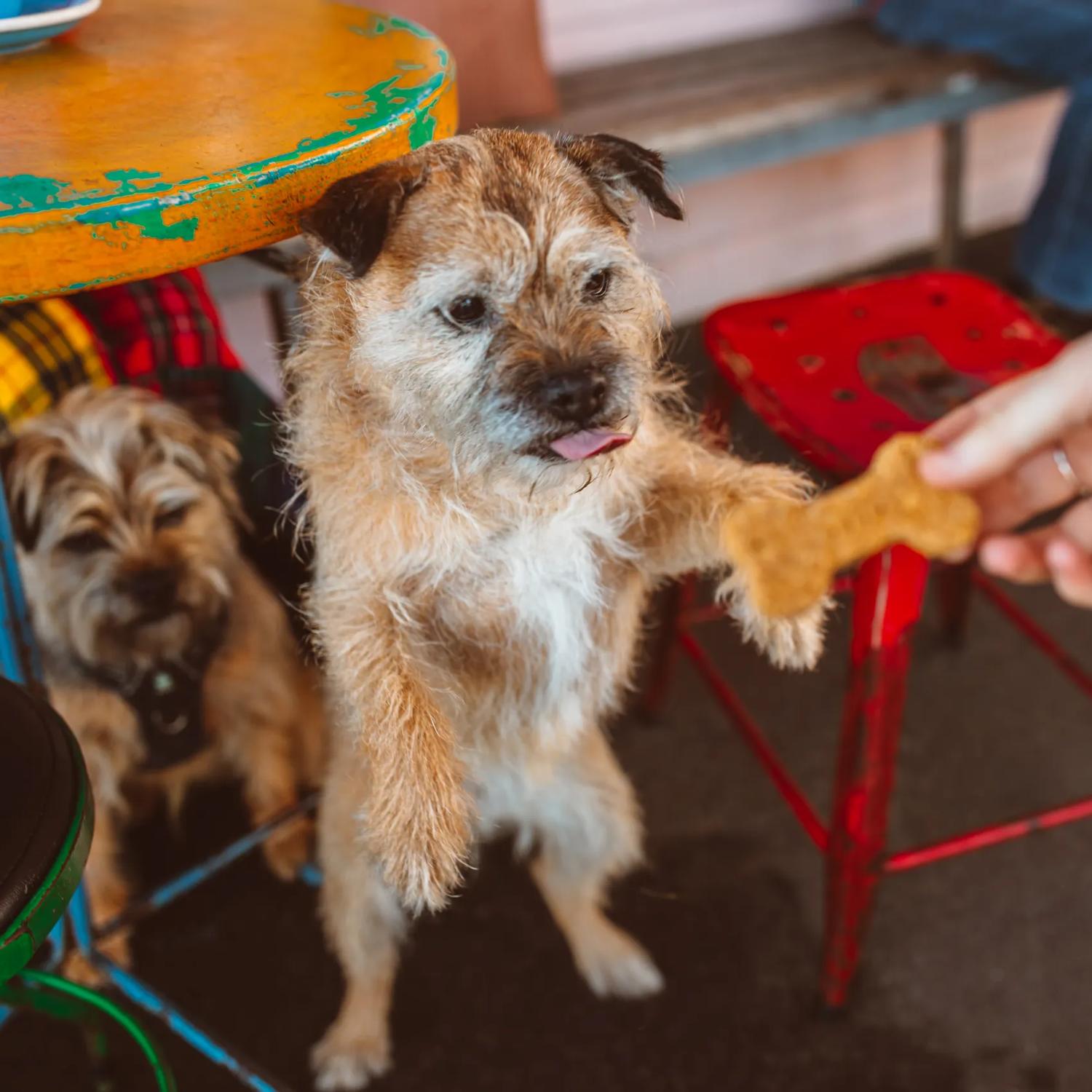 With their tongue out, a scruffy little beige dog standing on their hind legs, lunges toward a bone-shaped dog treat. Another similar-looking pup sits under the café table.