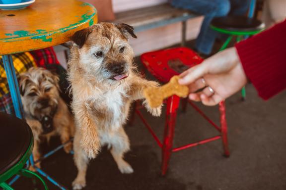 With their tongue out, a scruffy little beige dog standing on their hind legs, lunges toward a bone-shaped dog treat. Another similar-looking pup sits under the café table.