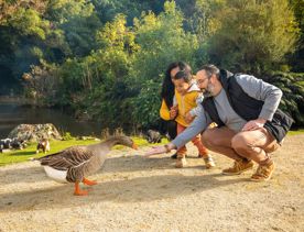A family with a young child feed a duck next to the pond at Staglands.