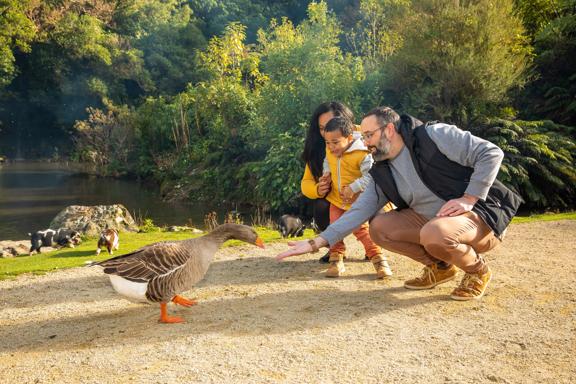 A family with a young child feed a duck next to the pond at Staglands.