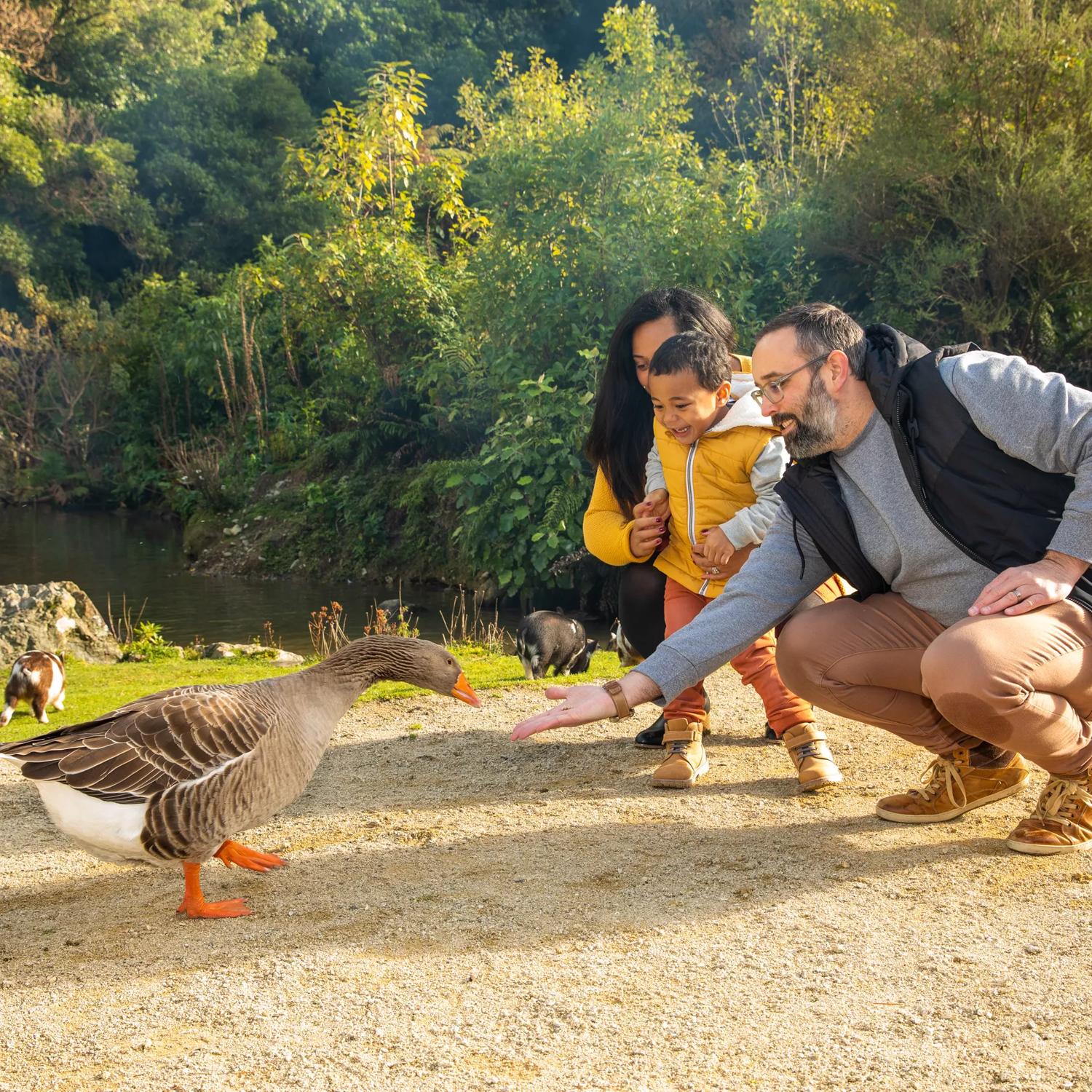 A family with a young child feed a duck next to the pond at Staglands.