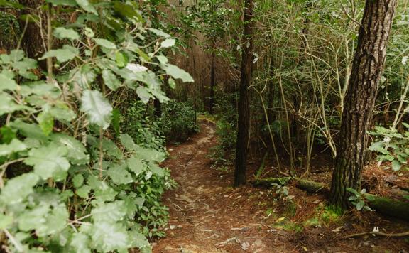 The Lower Pig Track mountain bike trail in Tunnel Gully. Fir trees and shrubs surround a clay trail.