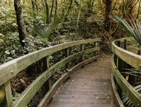 A section of the Transient trail in Waimapihi Reserve. The dirt trail goes around burms, onto wooden platforms, and has great views of the city.
