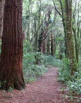 The Kiriwhakapapa Road Tararua Forest Park screen location, featuring walking trails and campsite opportunities in wild, natural landscapes.